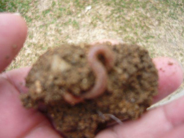 P1060034.JPG