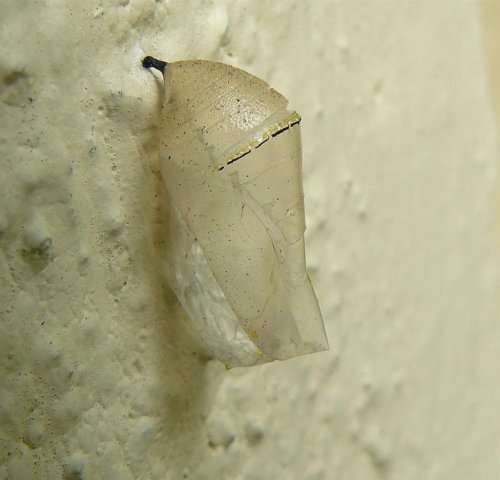 P1410087 (Large).JPG