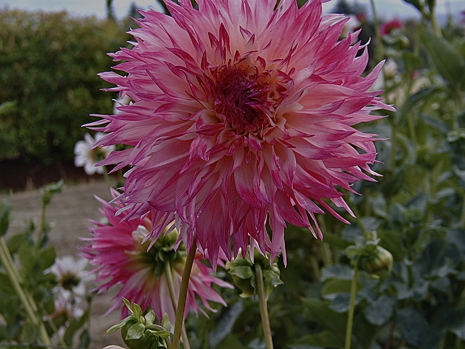 P9140134.jpeg
