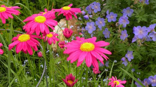 painted daisies.JPG