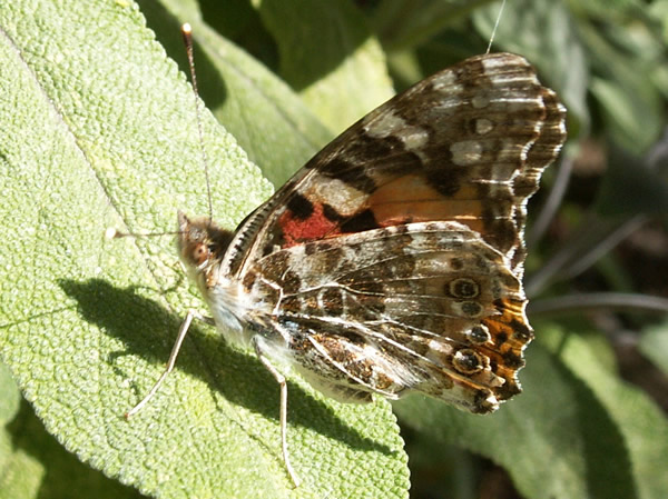 Painted Lady butterfly (5).jpg