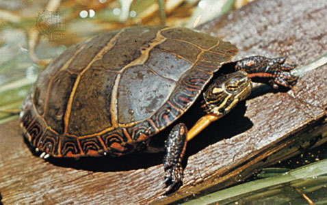 Painted-Turtle.jpg