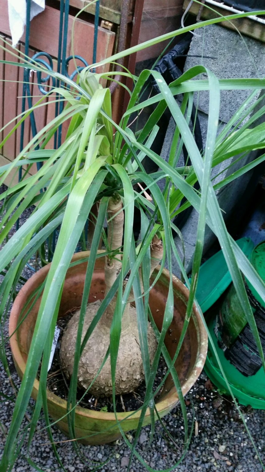 palm.jpg