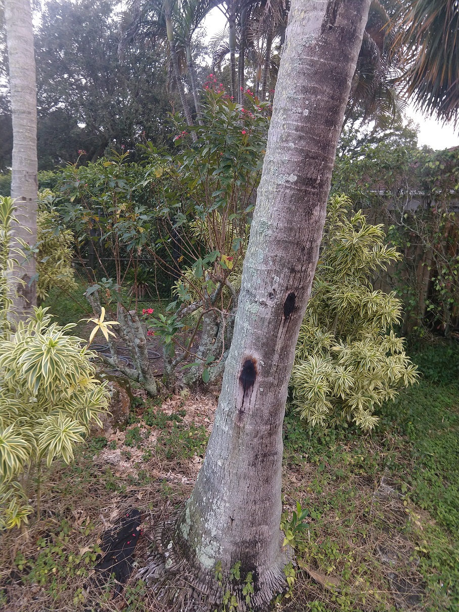PALM TREE STAINS 30 (1).jpg