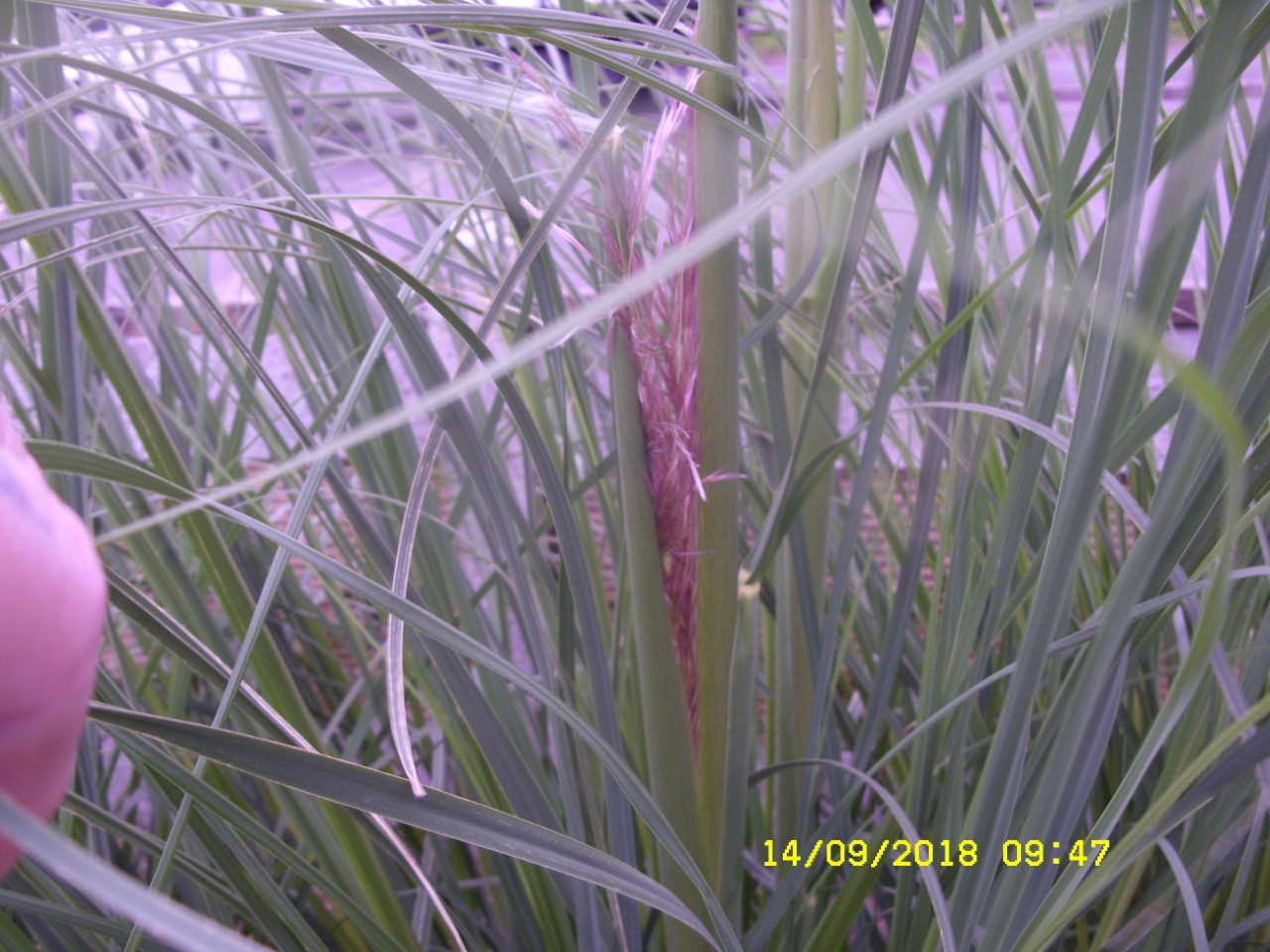 pampas flowering.jpg