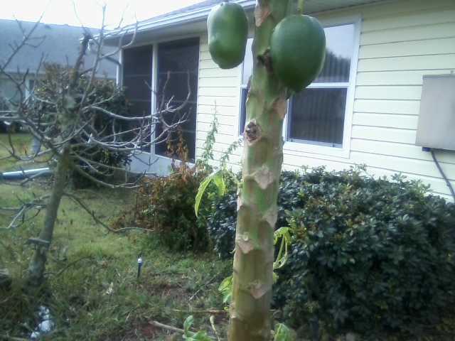 papaya after the frost new branches bottom 55.jpg
