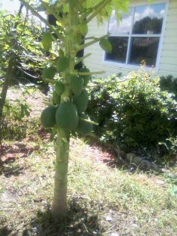 papaya with fruit.jpg