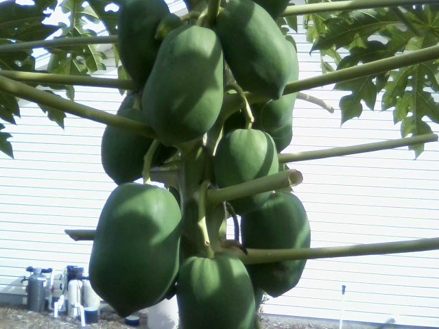 papayas getting bigger.jpg