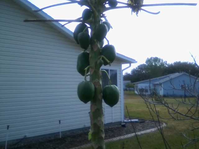 papayas still growing after frost 22.jpg