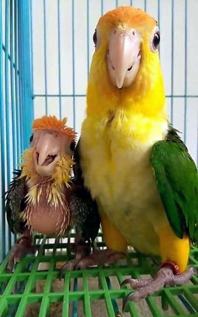 parrot-mom.jpg