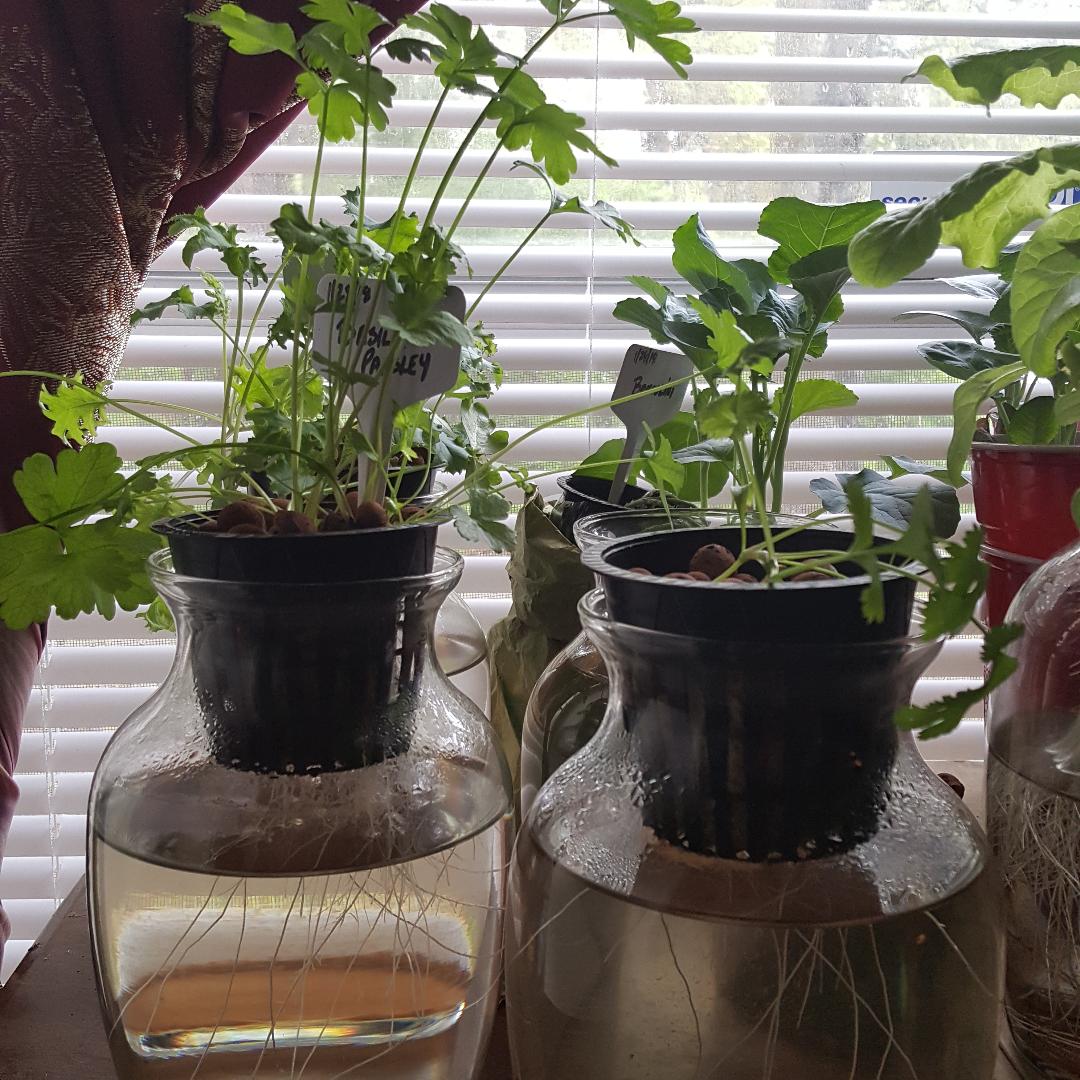 Parsley & Cilantro.jpg