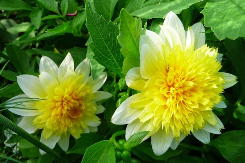 pasodobledahlia2.JPG
