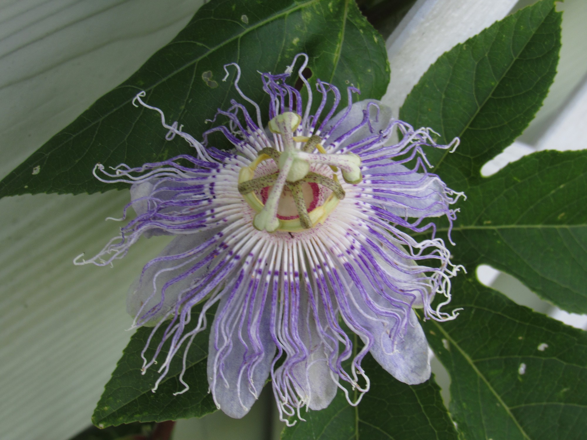 Passion Flower.jpg