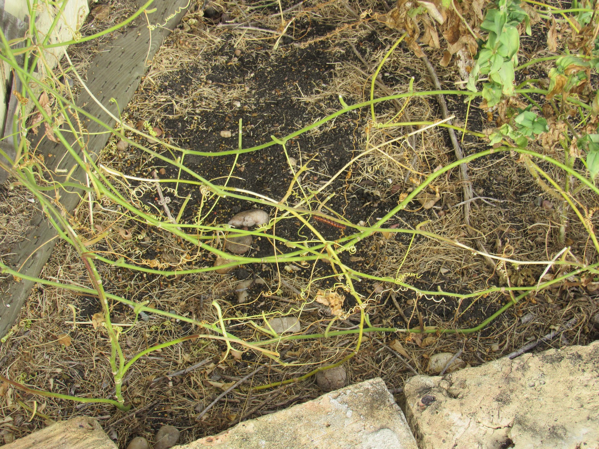 Passion vine remains.jpg