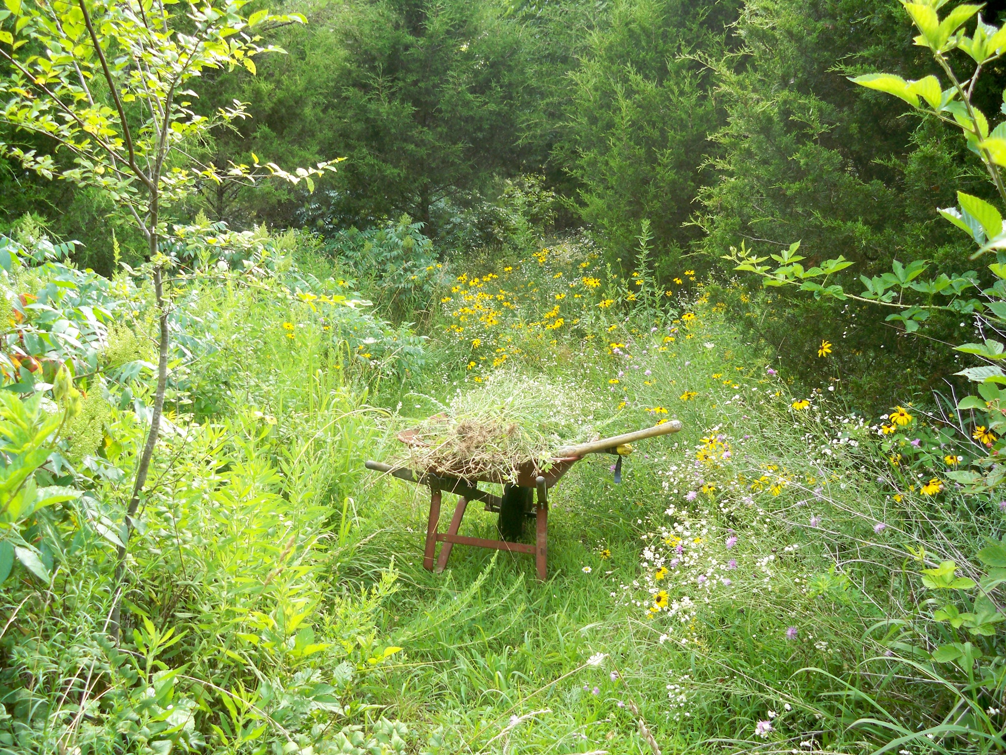 path to my pond.a.JPG