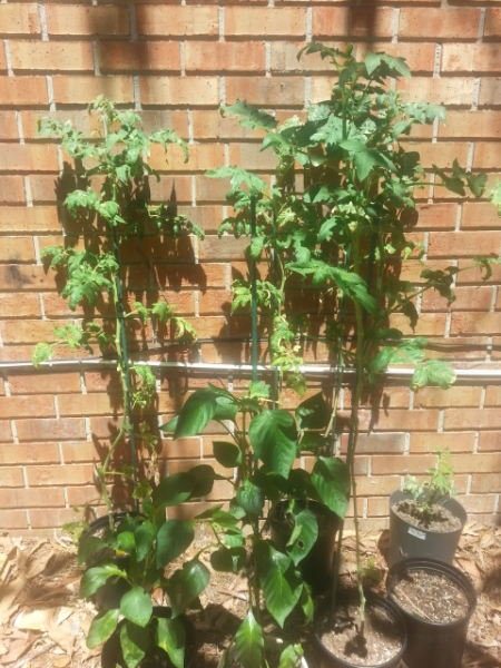 Patio Container Tomato Plants.png