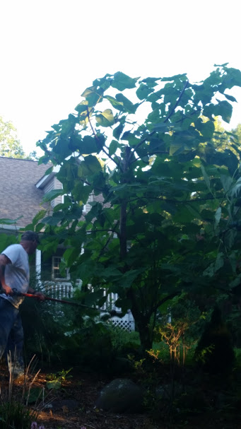Paulownia tomentosa (Princess Tree)6.jpg