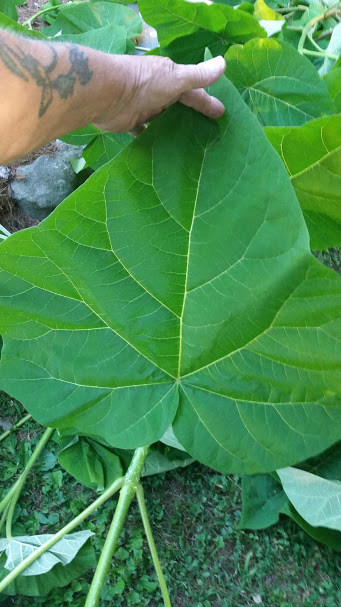 Paulownia tomentosa (Princess Tree)7.jpg