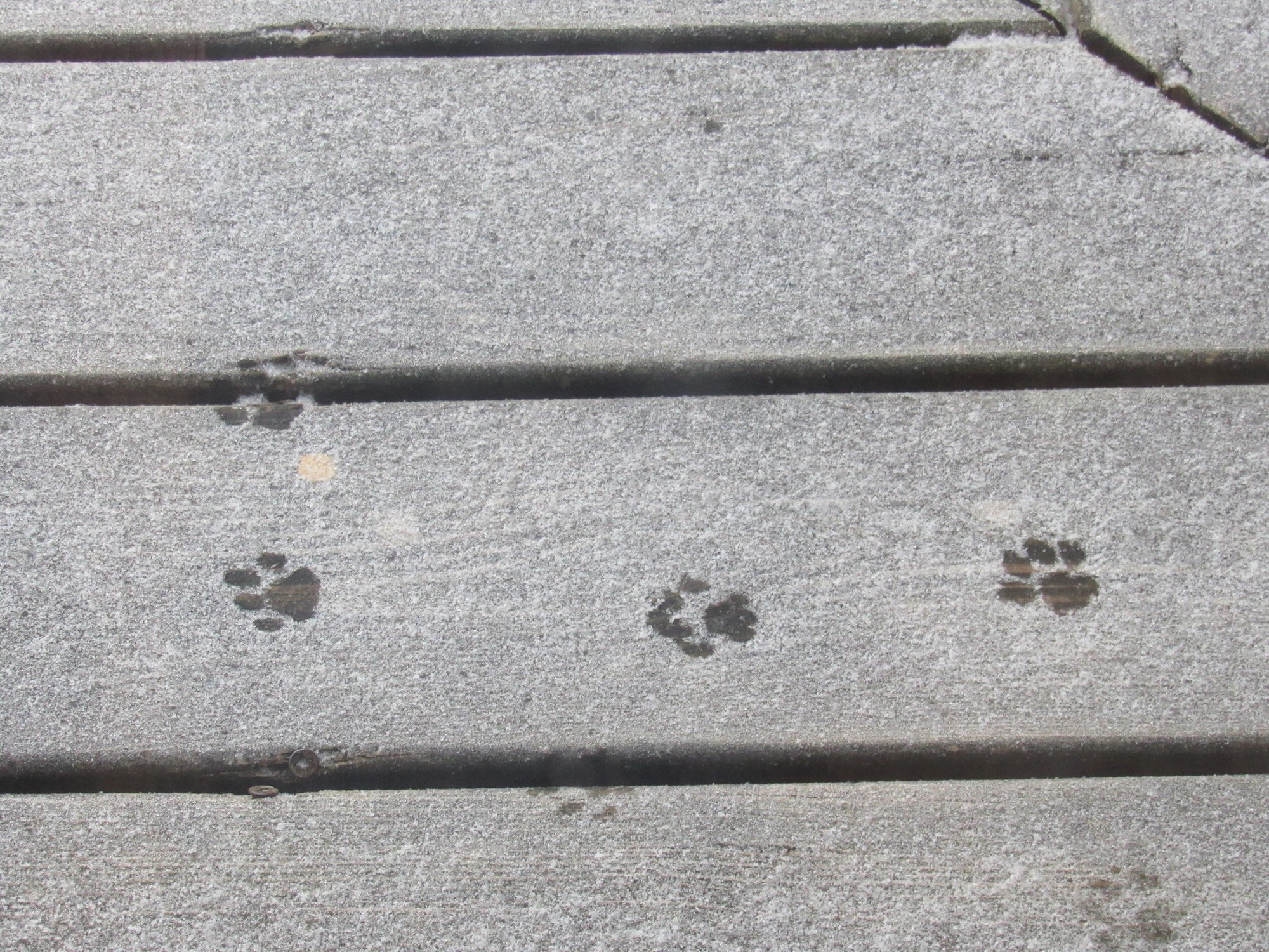 Paw prints.jpg
