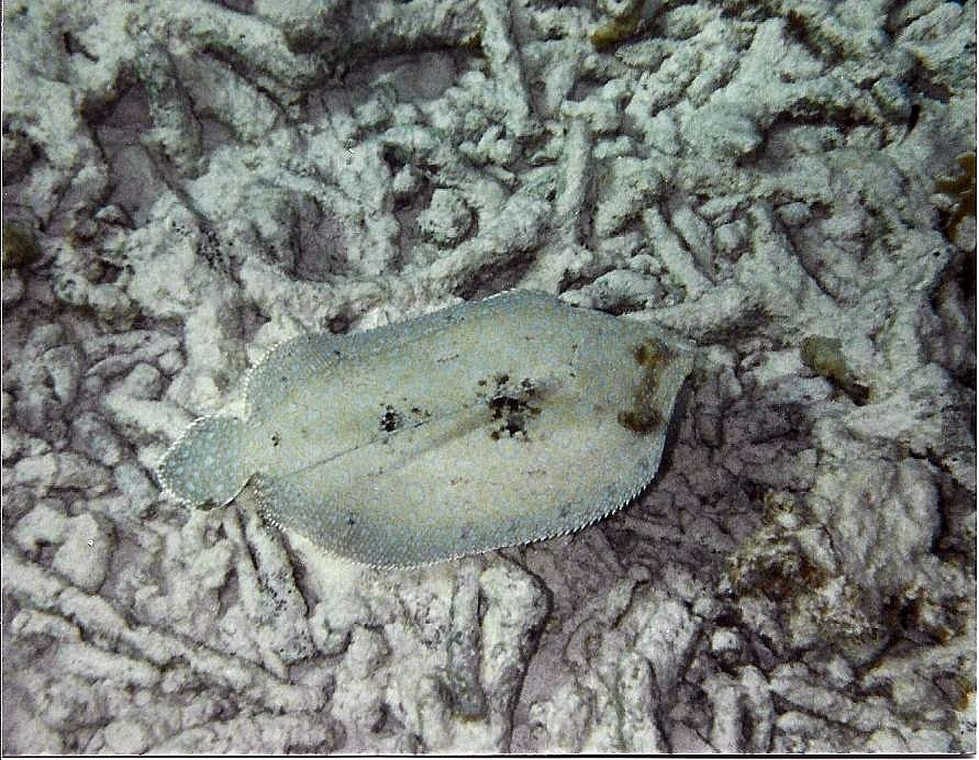 Peacock Flounder.jpg