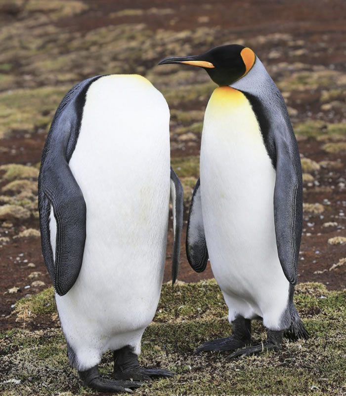 penguin.jpg