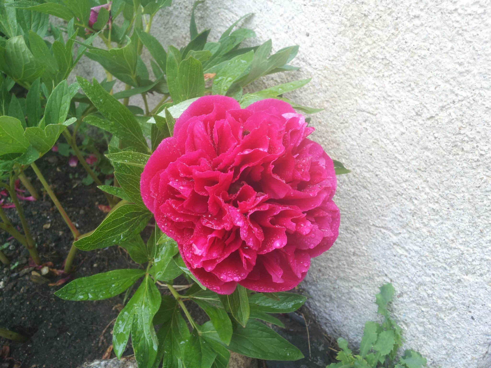peonia.jpg