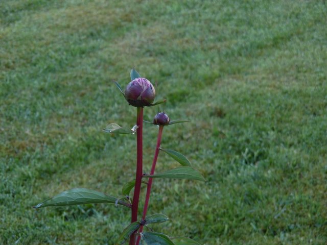 peony2015.jpg