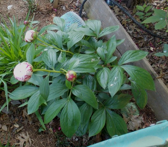 Peonybuds2.JPG