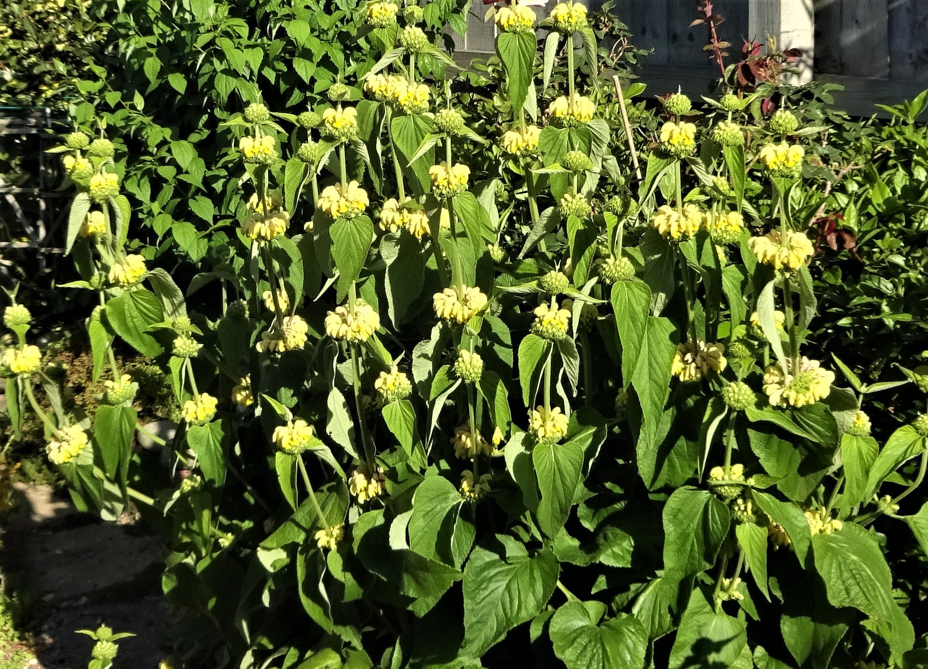 Phlomis Russeliana.JPG