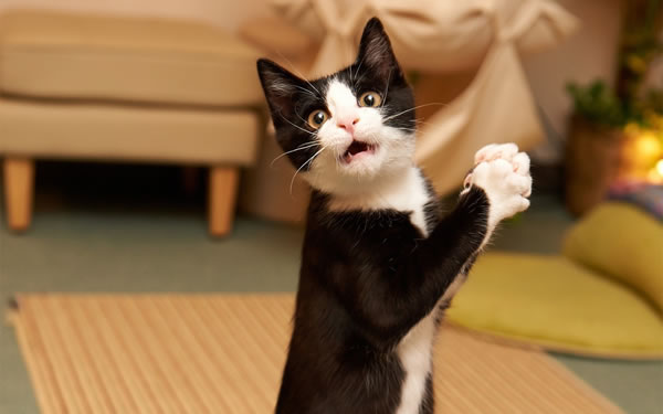 photo-of-a-funny-black-cat-claps-his-hands-hd-cat-wallpaper.jpg