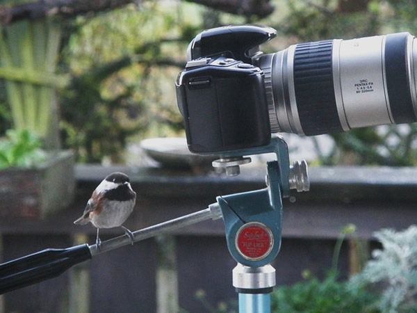 Photographer.jpg