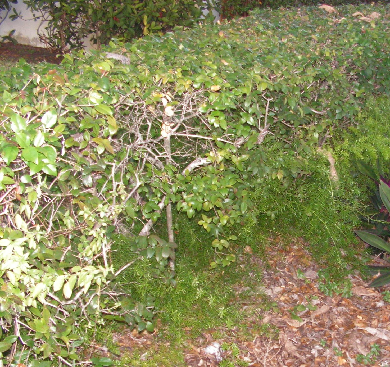 PICT0008.JPG