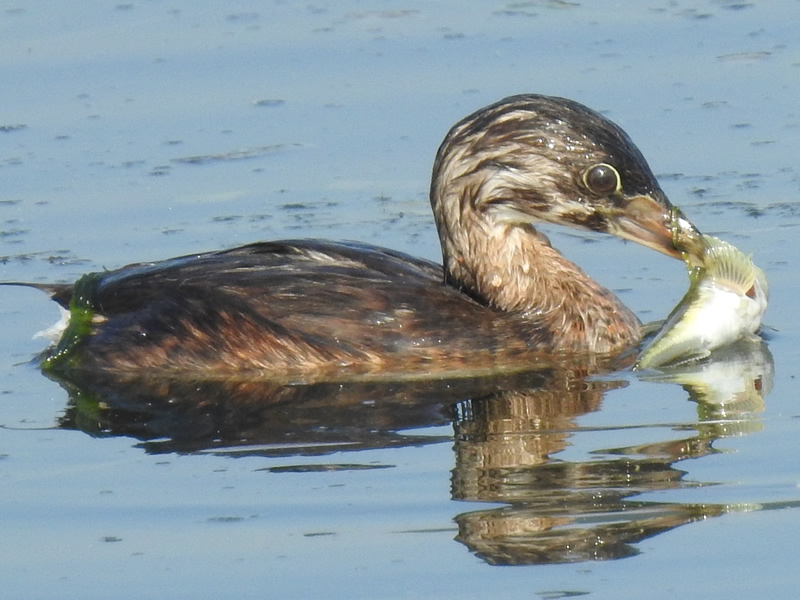 Pied-billed grebe (1).JPG
