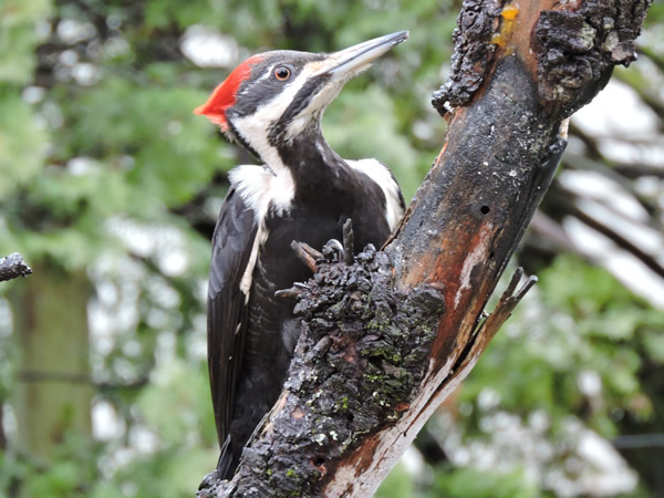 pileated.jpg