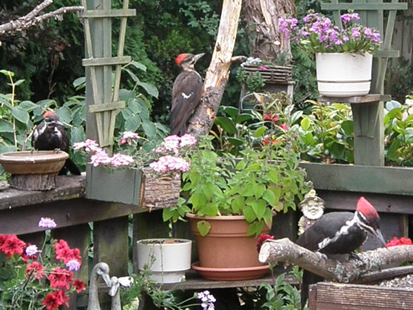 pileated woodpeckers.jpg
