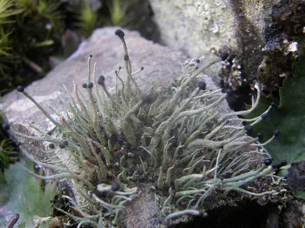 Pilophorus acicularis, Devil's matchstick (4).JPG