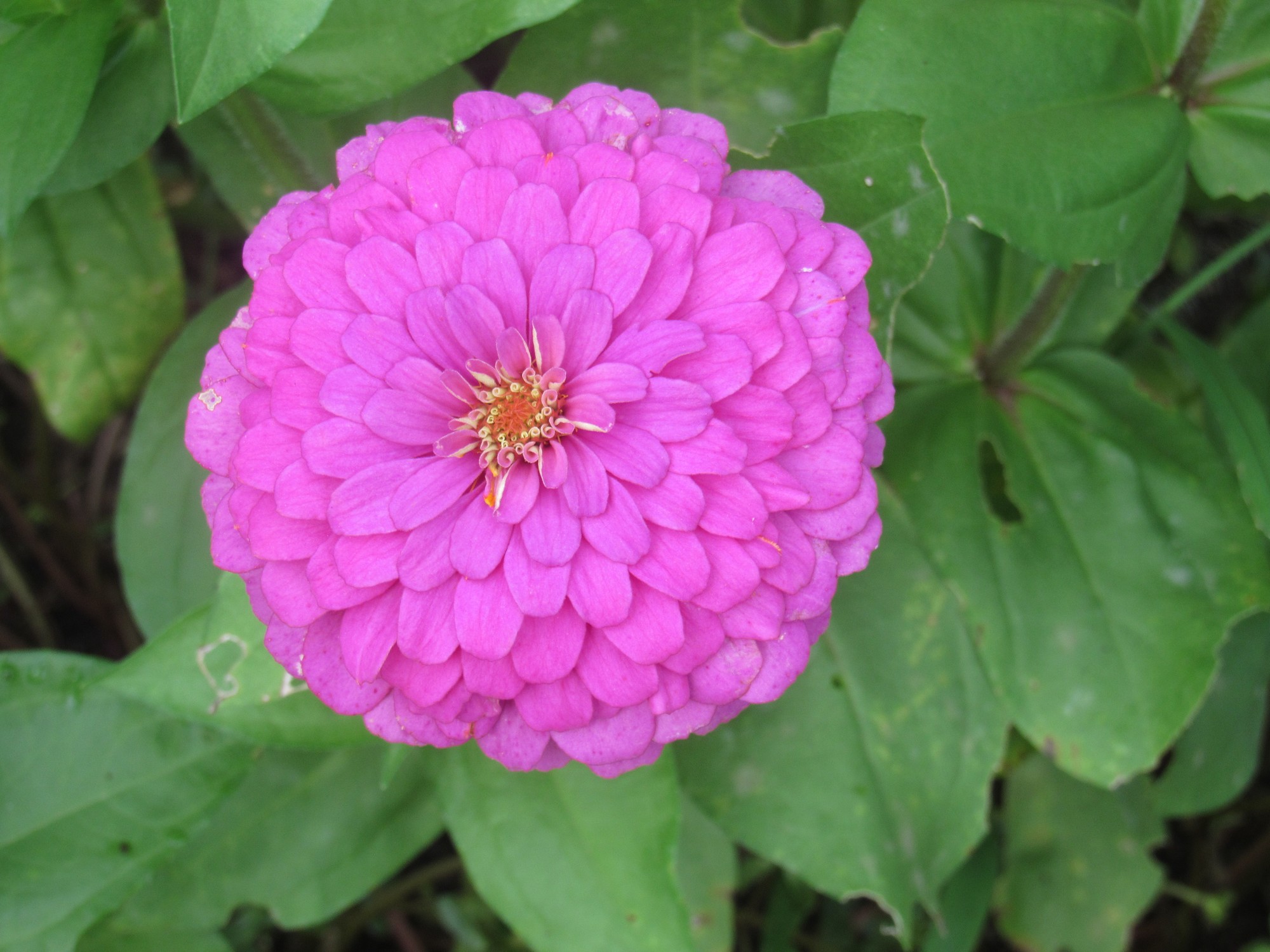 Pink Zinnia.jpg