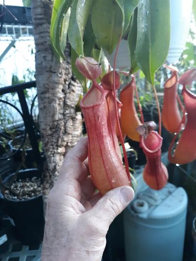 pitcher plant1.jpg