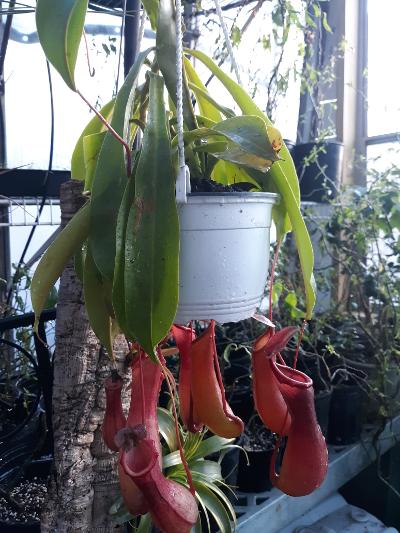 pitcher plant2.jpg