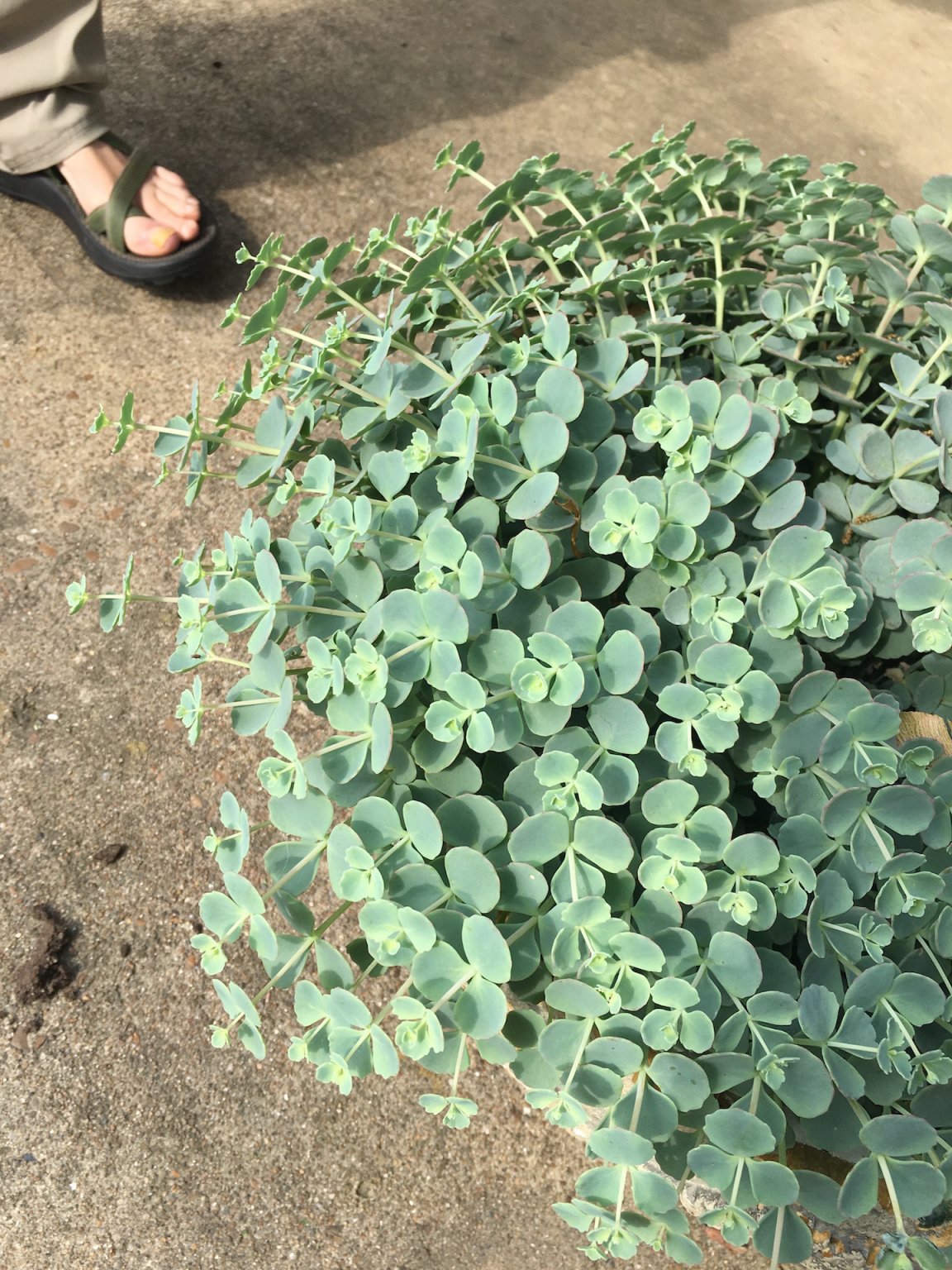 plant id.JPG