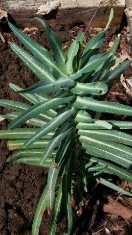 plant id.jpg