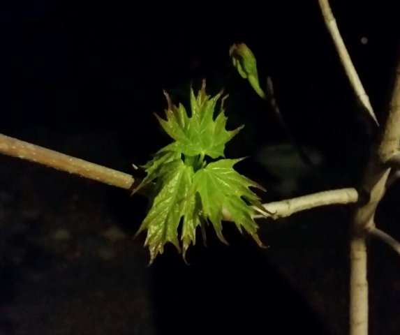 plant id1.jpg