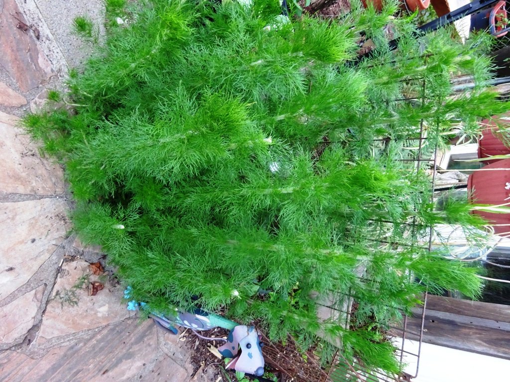 plant large.JPG