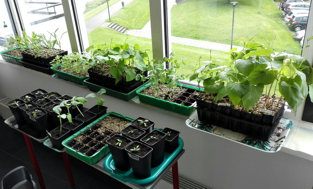 plantjes2.jpg