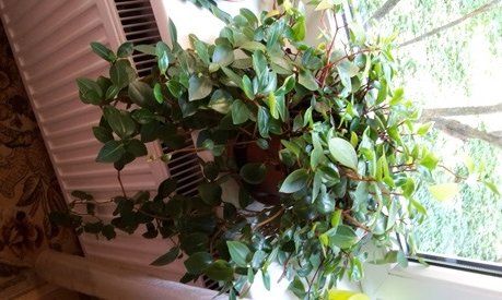 plantsymcplantface.jpg