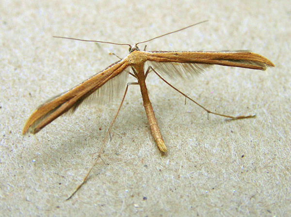 Plume Moth.jpg