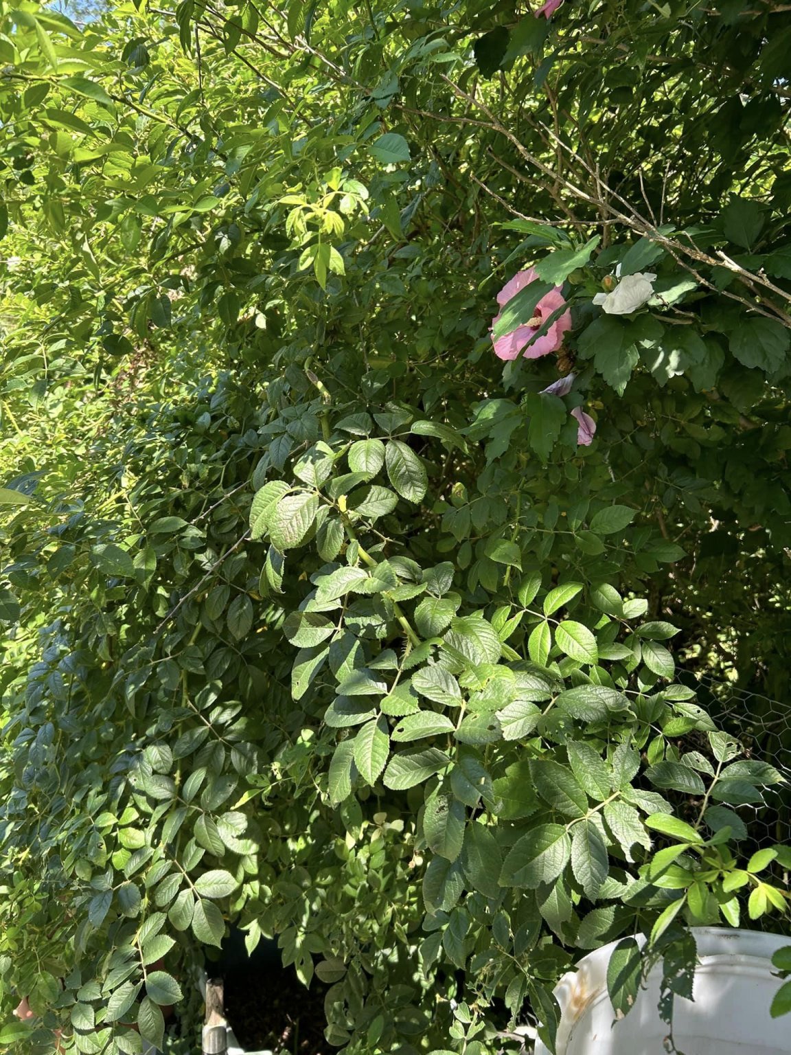 poison ivy wall 1.jpg