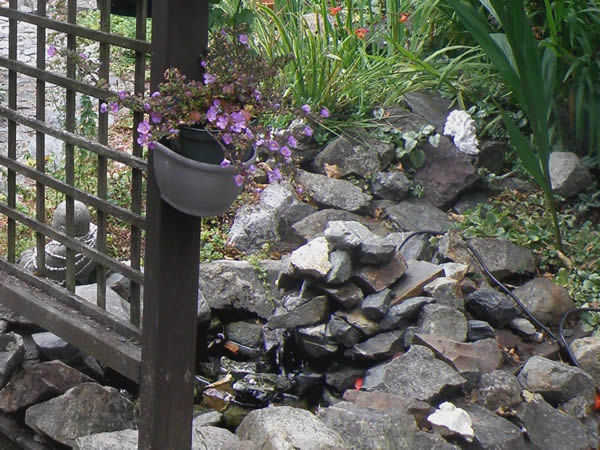 pond.jpg