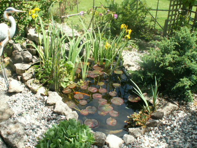 pond tody may 17th.JPG