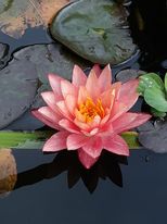 pond7 8 12.jpg